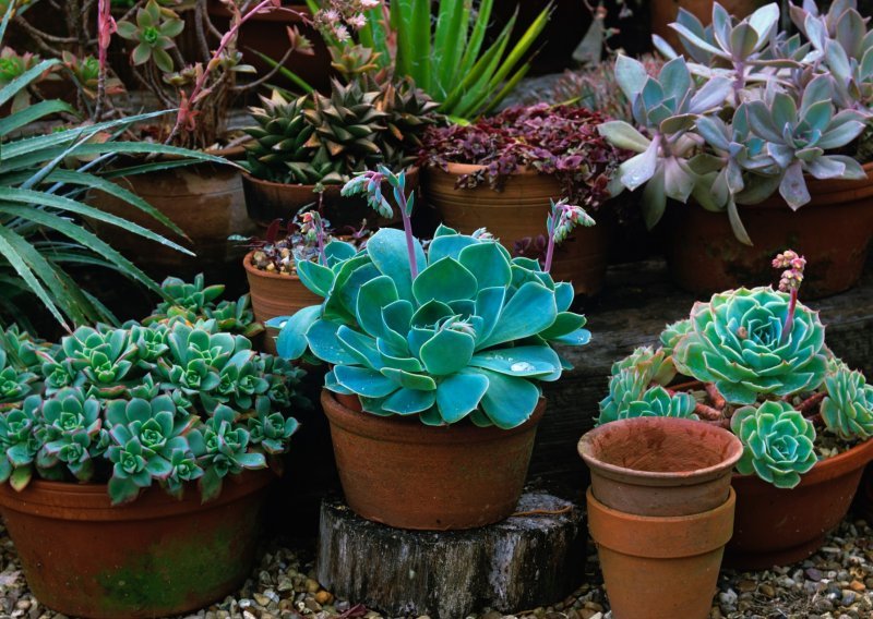 Kako pravilno njegovati ove jednostavne i dekorativne biljke