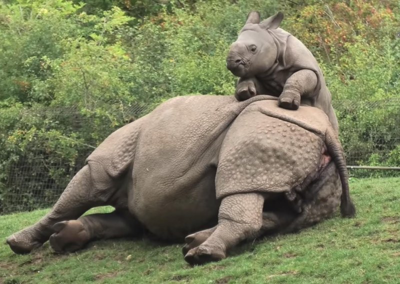 Razmaženi nosorog pokušava nagovoriti mamu da se igra s njim