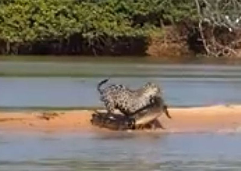 Pogledajte ludi napad jaguara na krokodila