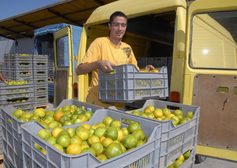 Počeli berba i otkup mandarina u dolini Neretve