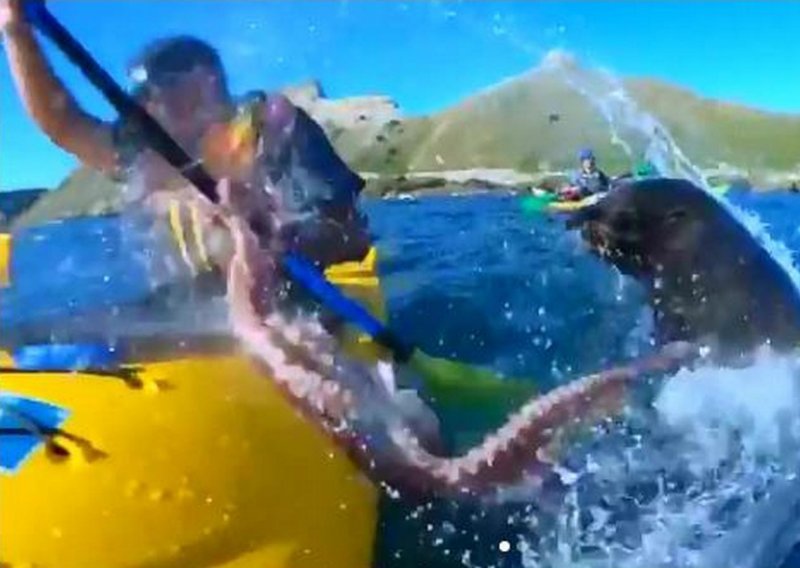 Ovo je ludo: Tuljan hobotnicom ošamario izletnika u kajaku