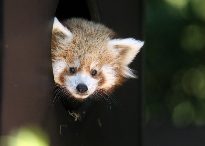 Preslatki mladunac crvene pande provirio iz brloga zagrebačkog ZOO-a