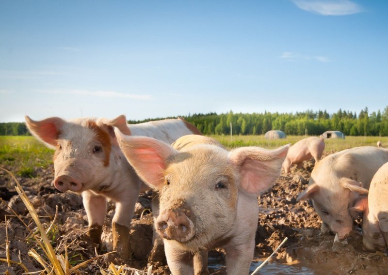 Svinje postaju sve popularniji ljubimci među slavnima i bogatima, a evo tko ih sve ima