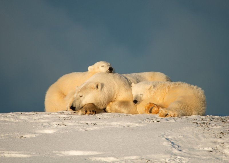 Pogledajte predivne polarne medvjede u svom prirodnom okolišu