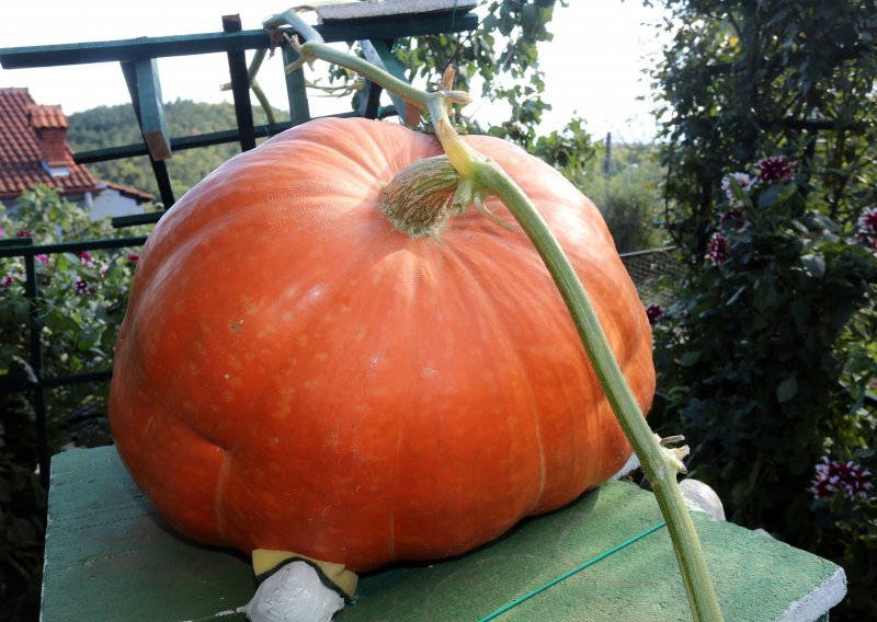 Najveća bundeva dolazi iz Vojvodine i ima 420 kg