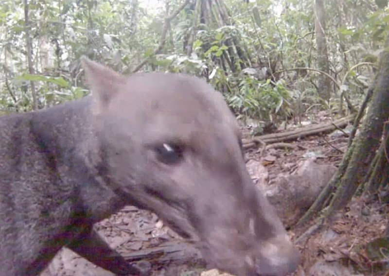 Snimljena super-rijetka životinja – prašumski pas