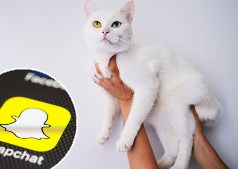 Snapchat ima posebne vijesti za ljubitelje mačaka