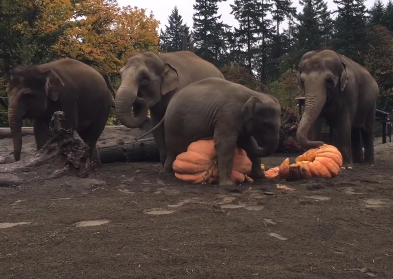 Slonovi u Oregonu pripremaju se za Noć vještica