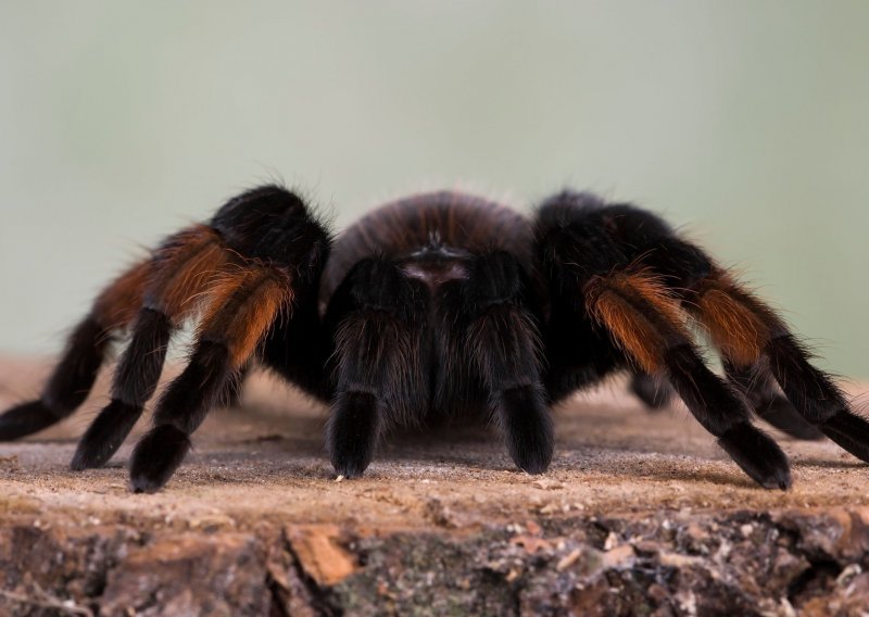 Kako savršeno započeti Noć vještica? Maženjem tarantule, naravno!