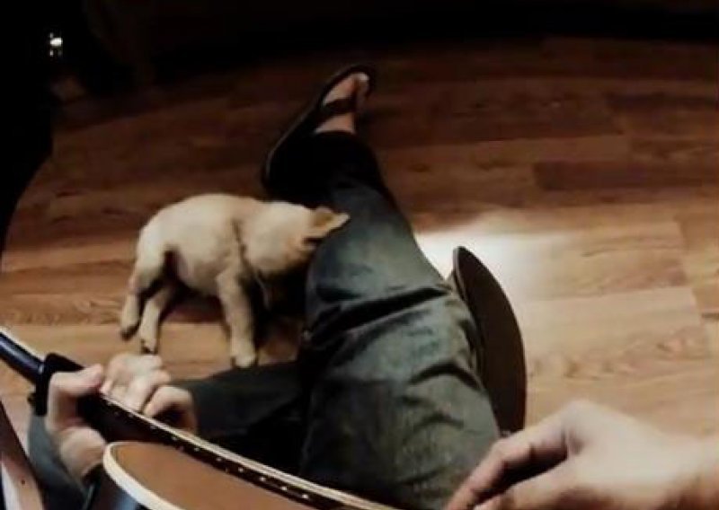 Slatki psić uživa u zvukovima akustične gitare