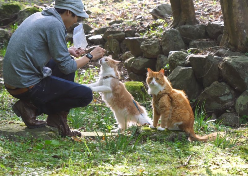 Japanski kuhar vodi svoje mačke u šetnju