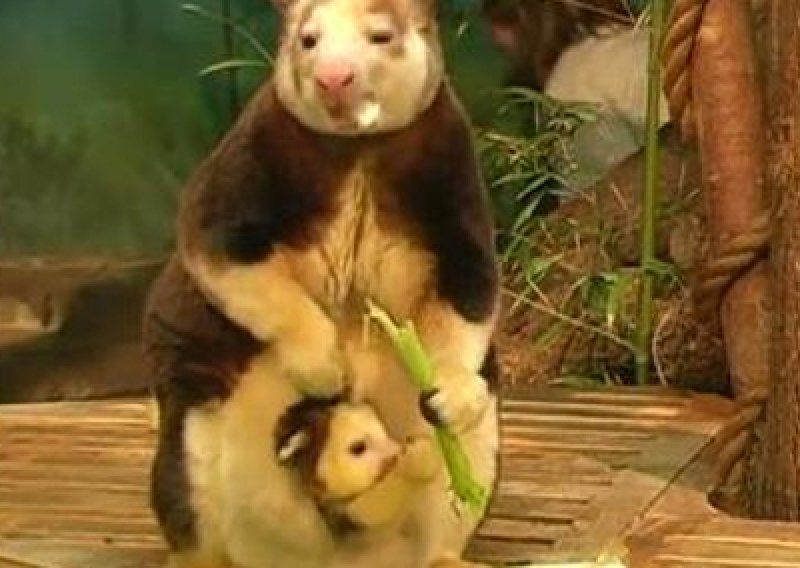 Pogledajte kako majka hrani malog klokana