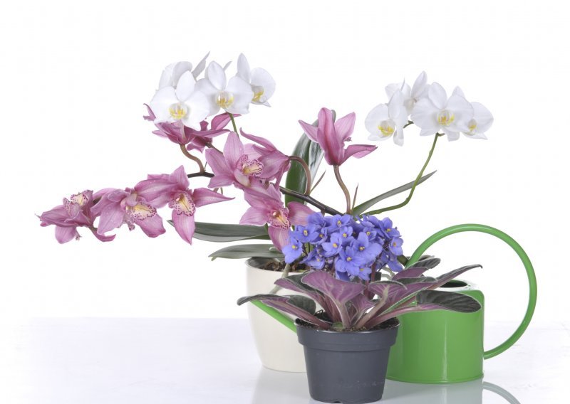Kako održati orhideje na životu