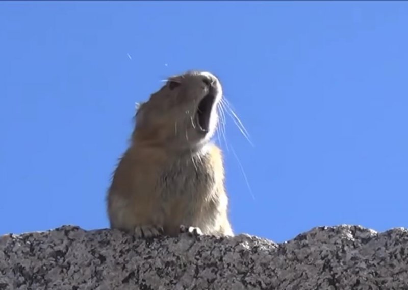 Legendarni pjevač reinkarnirao se kao – pika!