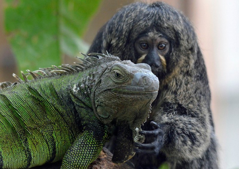Iguana i marmoset najbolji su prijatelji