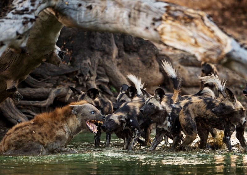 Pogledajte rijetke fotografije afričkih divljih pasa u lovu