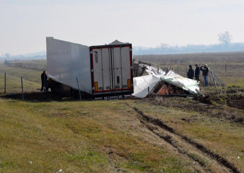 Na autocesti A3 prevrnuo se kamion prepun svinjskih polovica