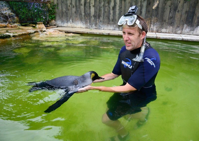 Mala velika pobjeda: Pingvin koji strahuje od vode naučio je plivati