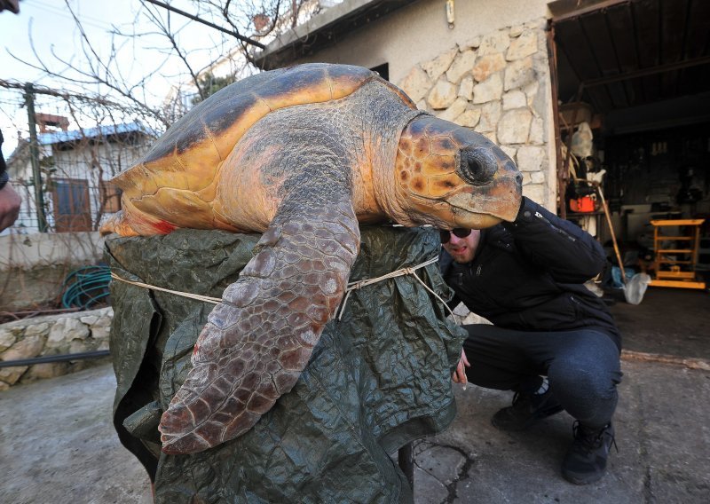 Uginula velika morska želva Melita