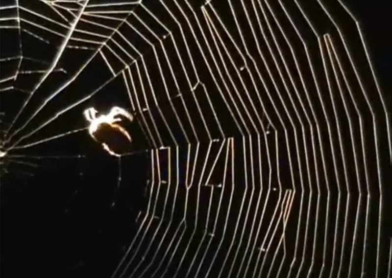 Razotkrivena tajna snage paukovih mreža