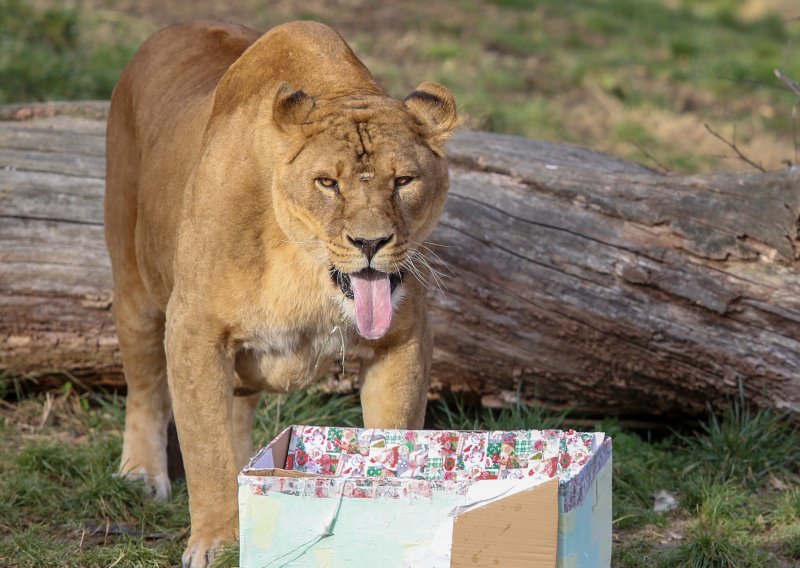 Poklone su dobile i životinje u zoološkom vrtu u Zagrebu