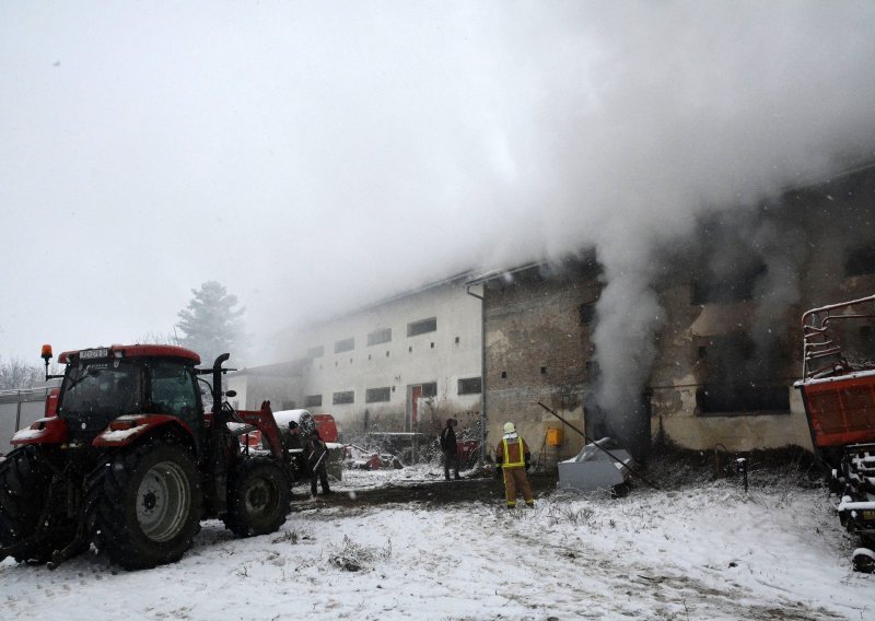 Gori konoplja na imanju Željka Mavrovića kod Požege