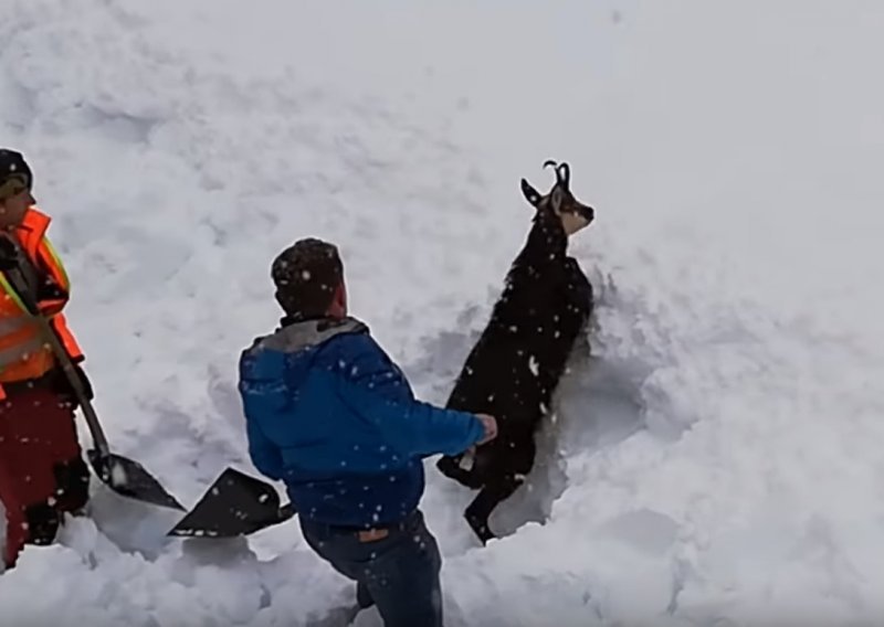 Pogledajte kako su željezničari zaustavili vlak da bi spasili divokozu iz snijega