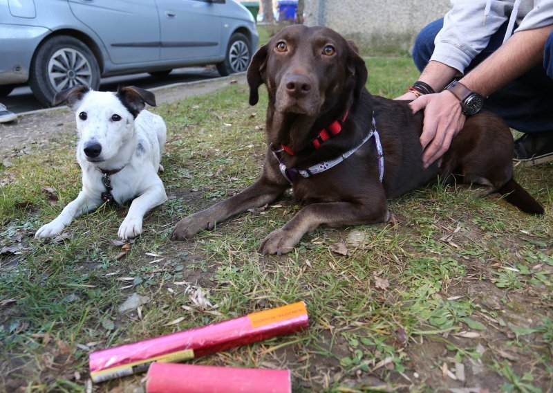 U Zagrebu kreće stroži nadzor mikročipiranja pasa