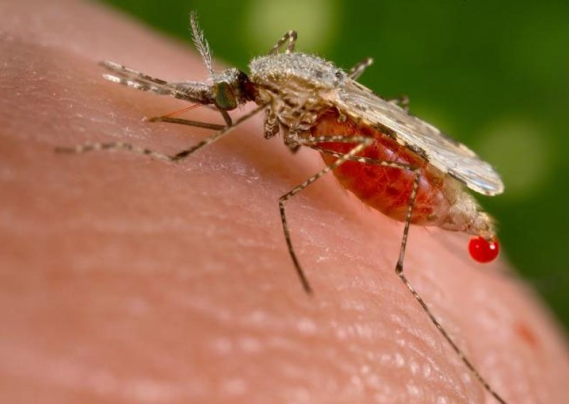 Prvi smrtni slučaj od 'domaće' malarije u Italiji unazad nekoliko desetljeća?