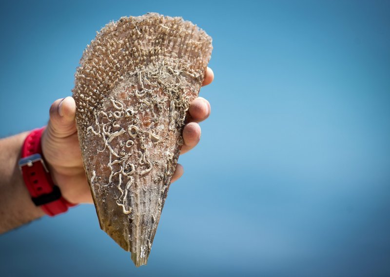 Parazit ubojica, koji je napravio pomor u morima od Francuske do Turske, sad prijeti i ugroženim periskama u Jadranu