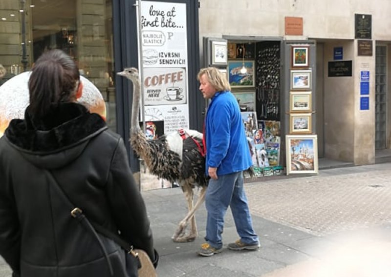 Vjerovali ili ne, ali centrom Zagreba upravo je prošetao jedan - noj!