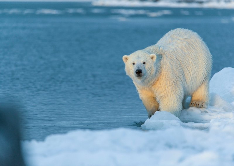 Invazija polarnih medvjeda: Djecu se boje pustiti u školu, nisu ih otjerali patrolnim vozilima ni sirenama