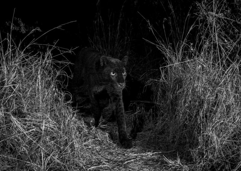 Pogledajte prve fotografije rijetkog crnog leoparda