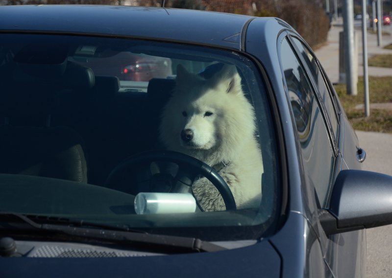 Sibirski samojed sjeo za volan automobila u Koprivnici