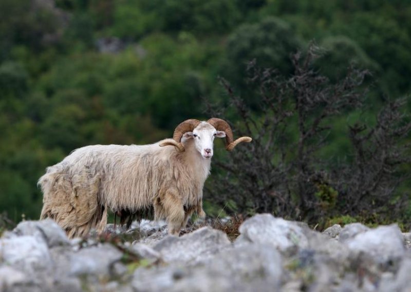 Morbidan zločin na Cresu