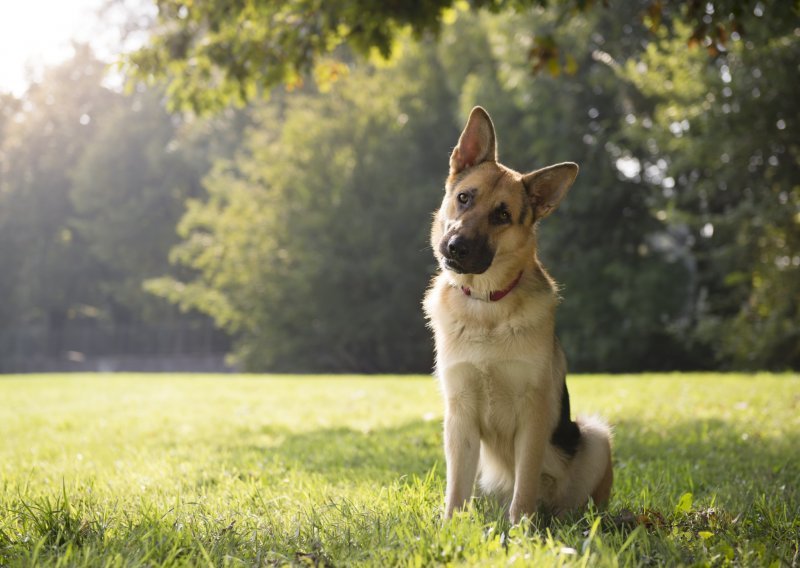 Što vas treba brinuti kad šećete psa u parku