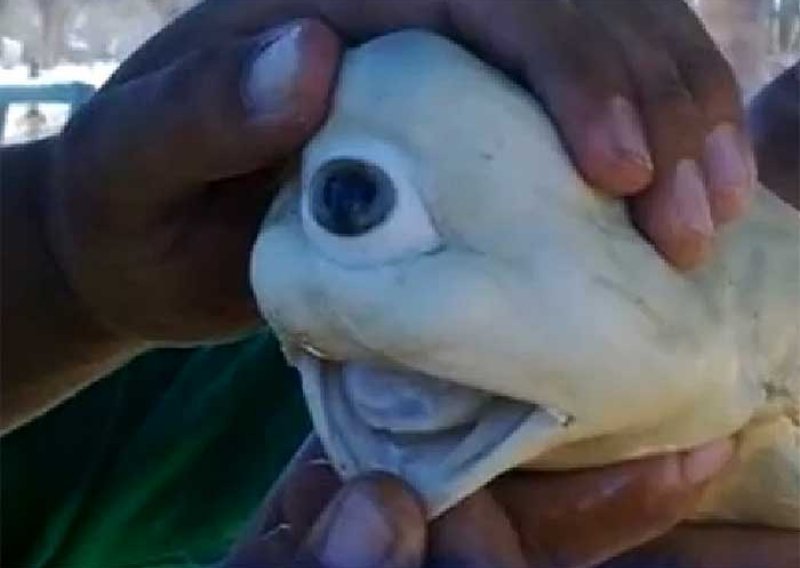 Pronađen rijedak morski pas kiklop