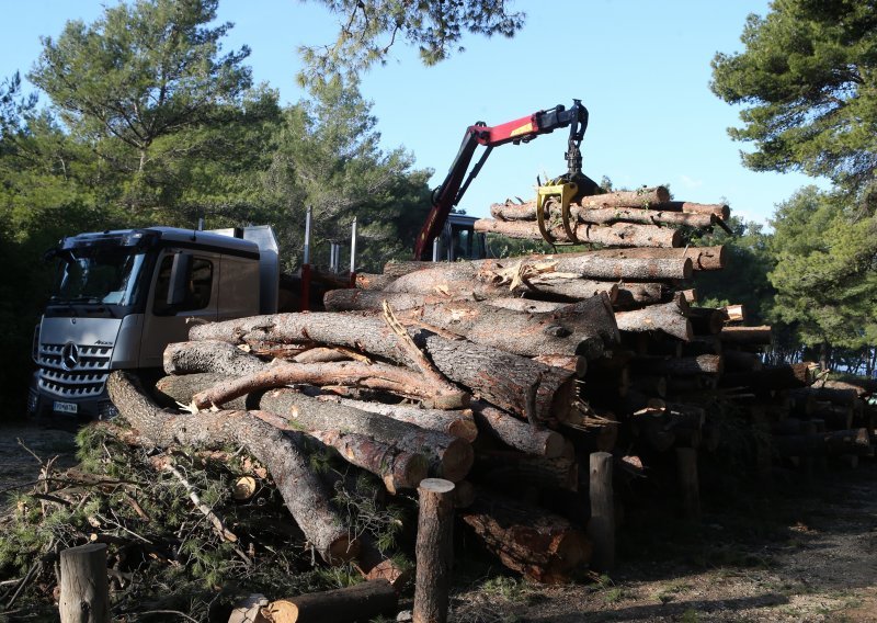 [FOTO/VIDEO] Krenuli radovi u Park šumi Marjan, pogledajte kako stabla nestaju jedno po jedno