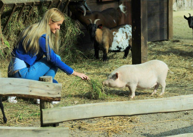 Svinja Rozika novi stanovnik zagrebačkog ZOO- a