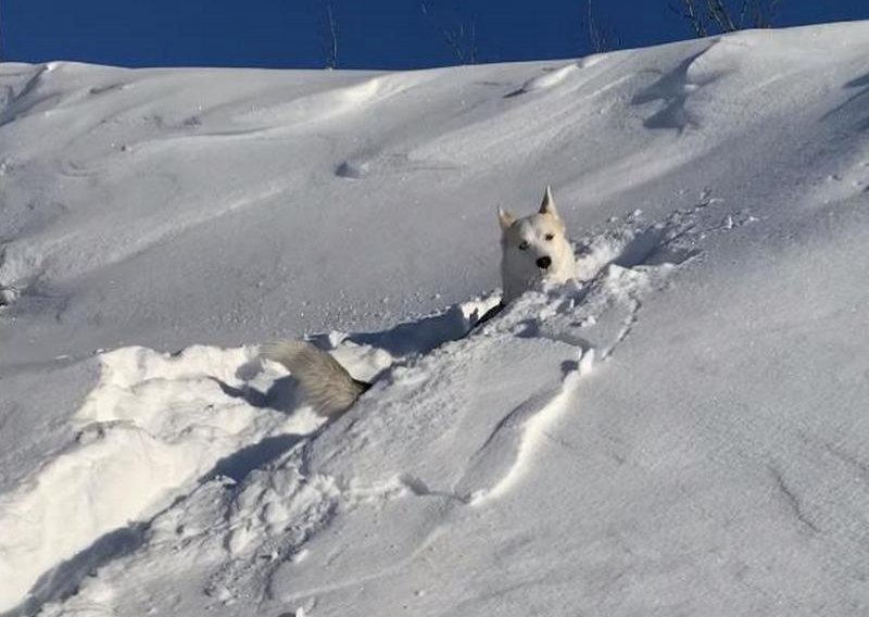 Neustrašivi pas zaglavio u snijegu, ali se nije predao