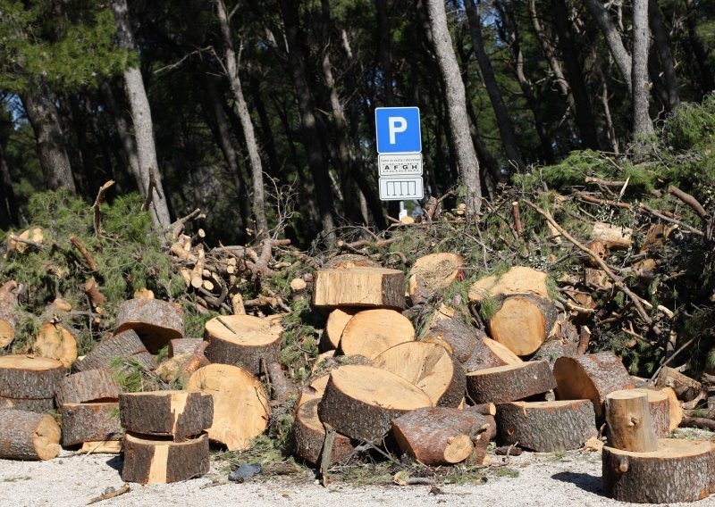 Bolesna borovina sa splitskog Marjana danas je u trupcima, otkupit će ih tvrtka koja je rušila stabla