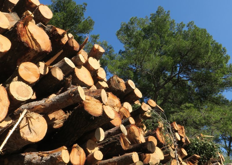AZTN neće pokretanuti postupak protiv Hrvatskih šuma