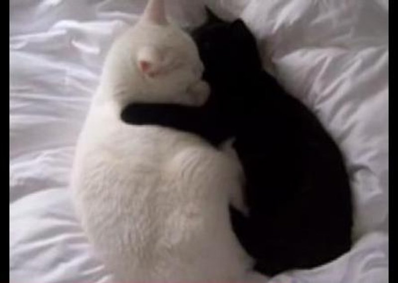 Crni mačak i bijela mačka su zaljubljeni