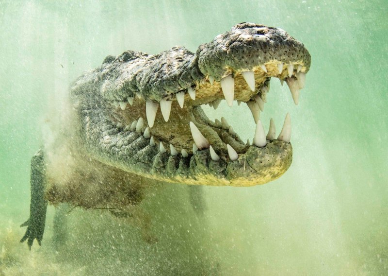 Neustrašivi fotograf ogromnom krokodilu gurnuo kameru u ralje