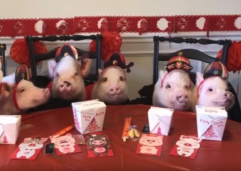 Ove svinje znaju kakva je ova godina u kineskom horoskopu