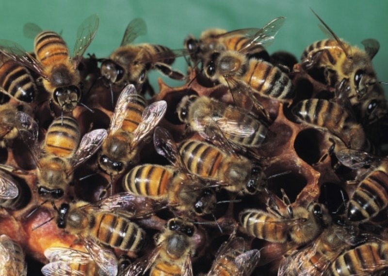 Riječaninu pčele uselile u stan u neboderu