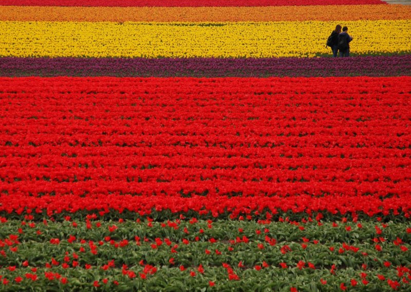 Pogledajte 'Vrt Europe' – božanstveni nizozemski raj pun cvijeća