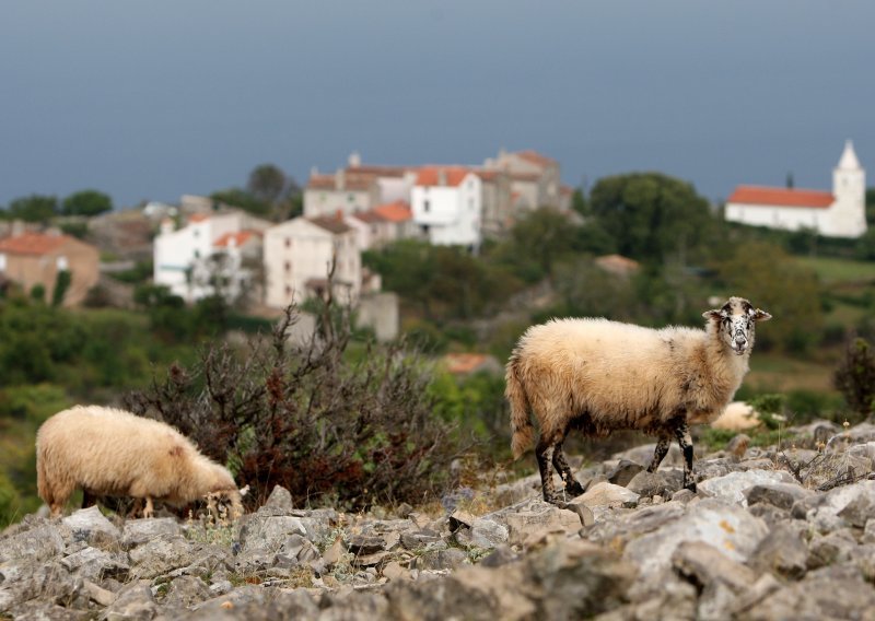 Poljoprivredna zadruga Loznati s otoka Cresa gradi siranu