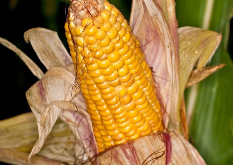 Proizvodnja kukuruza manja 8,2 posto, krumpira čak 27,9 posto