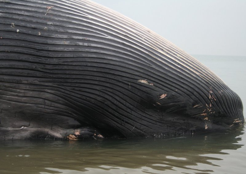 U utrobi uginule ženke kita pronađena 22 kg plastičnih vrećica